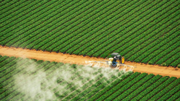 Best Pest Removal Services  in Ada, MN
