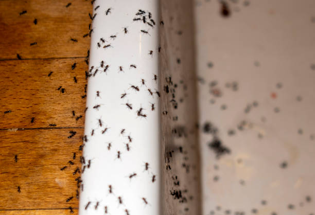 Best Pest Prevention Services  in Ada, MN